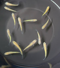 Load image into Gallery viewer, Centurian Gold Medaka 黄金の百式 (Release Date: 20 Feb 2025)
