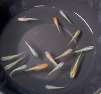 Load image into Gallery viewer, Ulysses Medaka ユリシーズ
