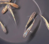 Load image into Gallery viewer, Bronze Neptunian Medaka ブロンスネプチューン
