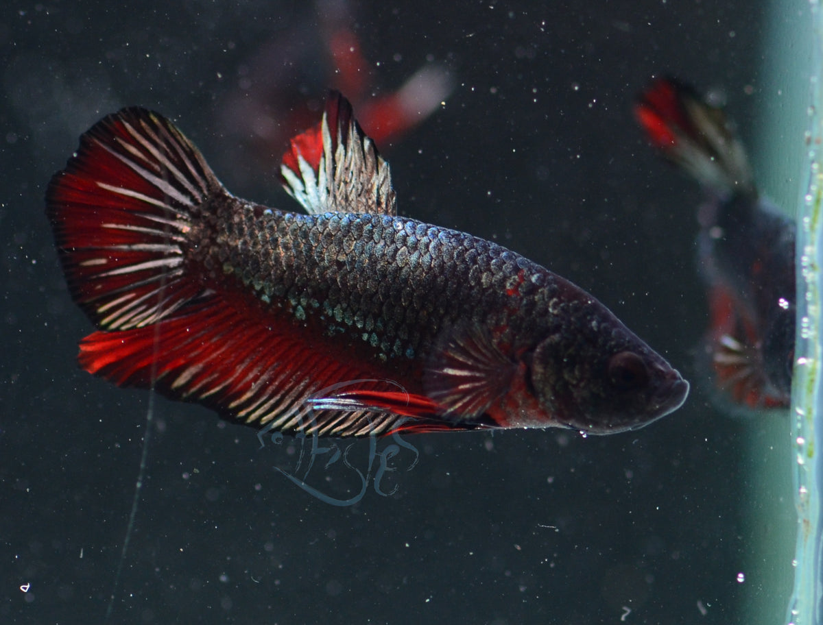 Copper Red HMPK Male