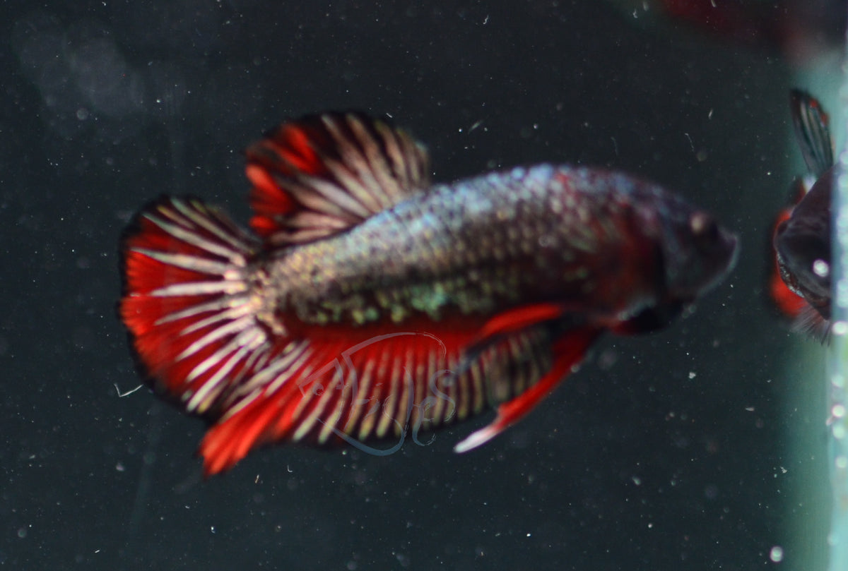 Copper Red HMPK Male