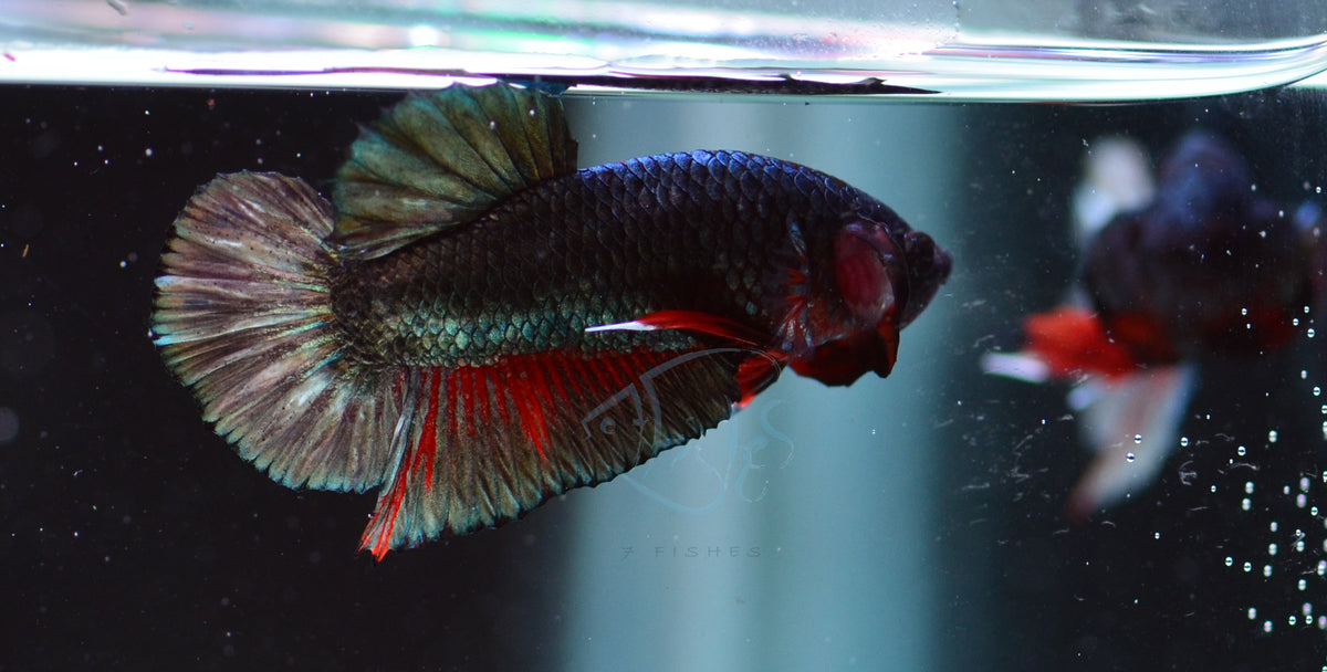 Copper Red HMPK Male