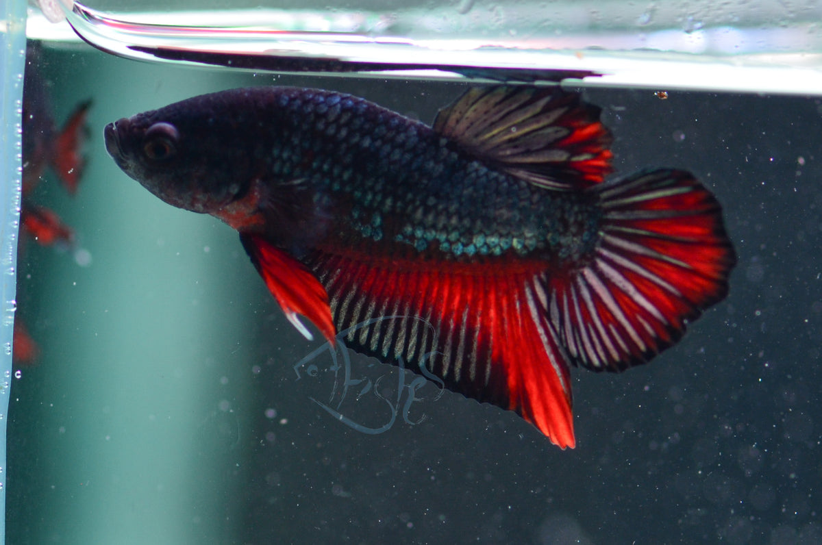 Copper Red HMPK Male