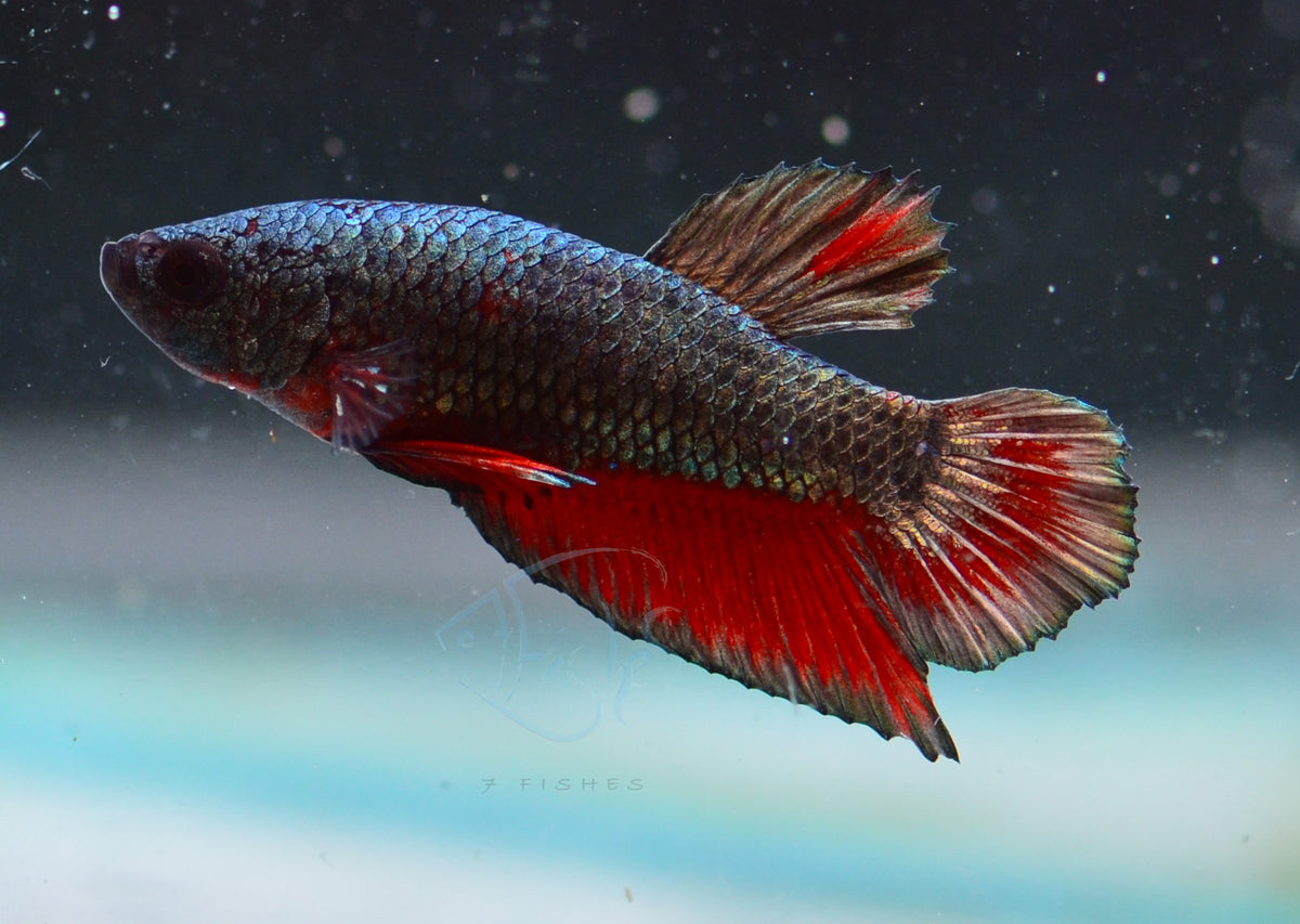 Copper Red HMPK Male