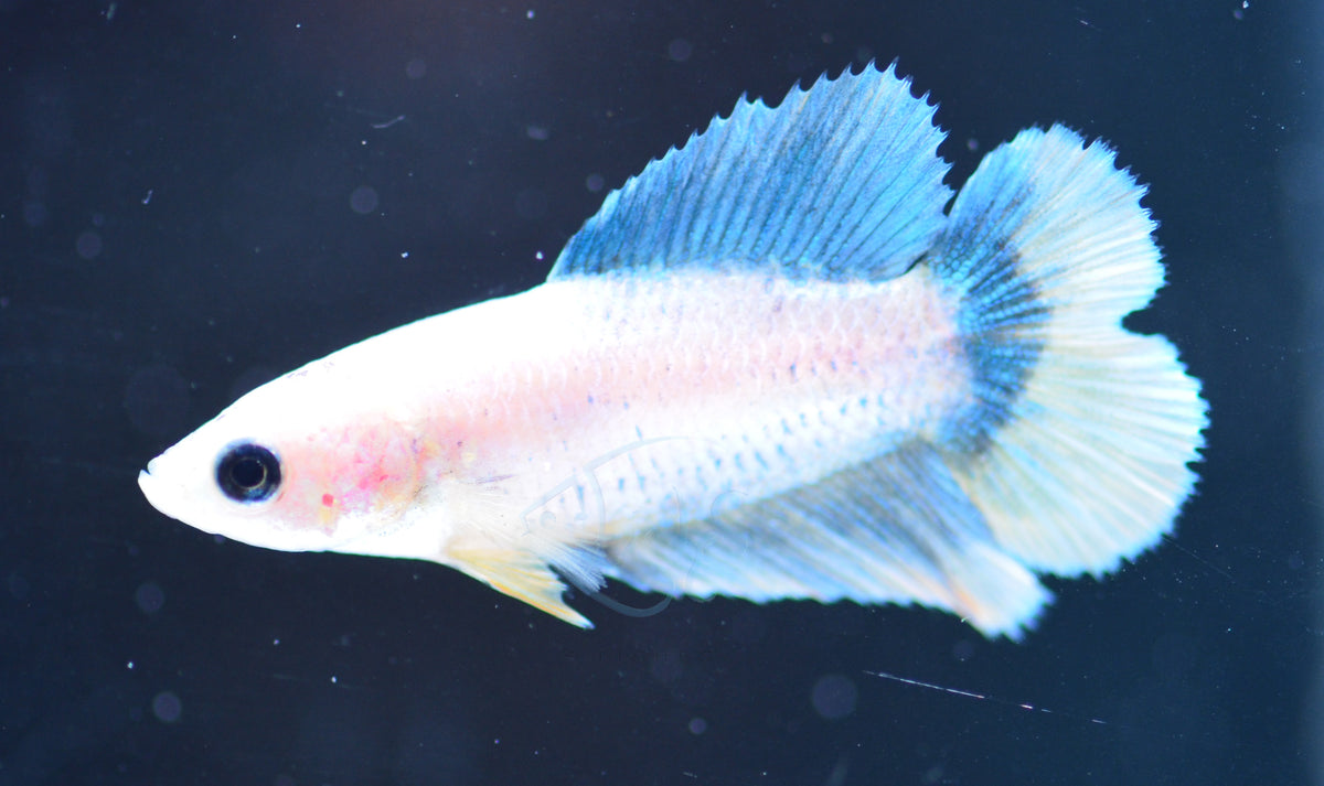 Blue Yellow Mascot Doubletail Female