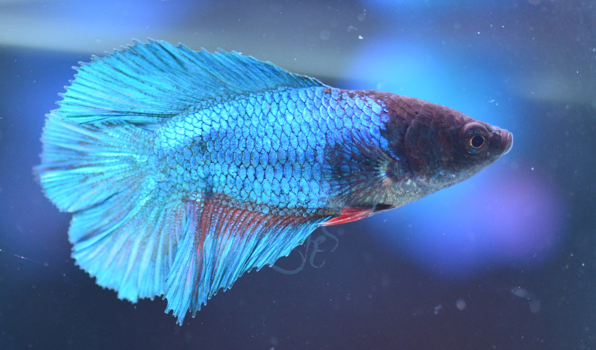 Turquoise Doubletail Female
