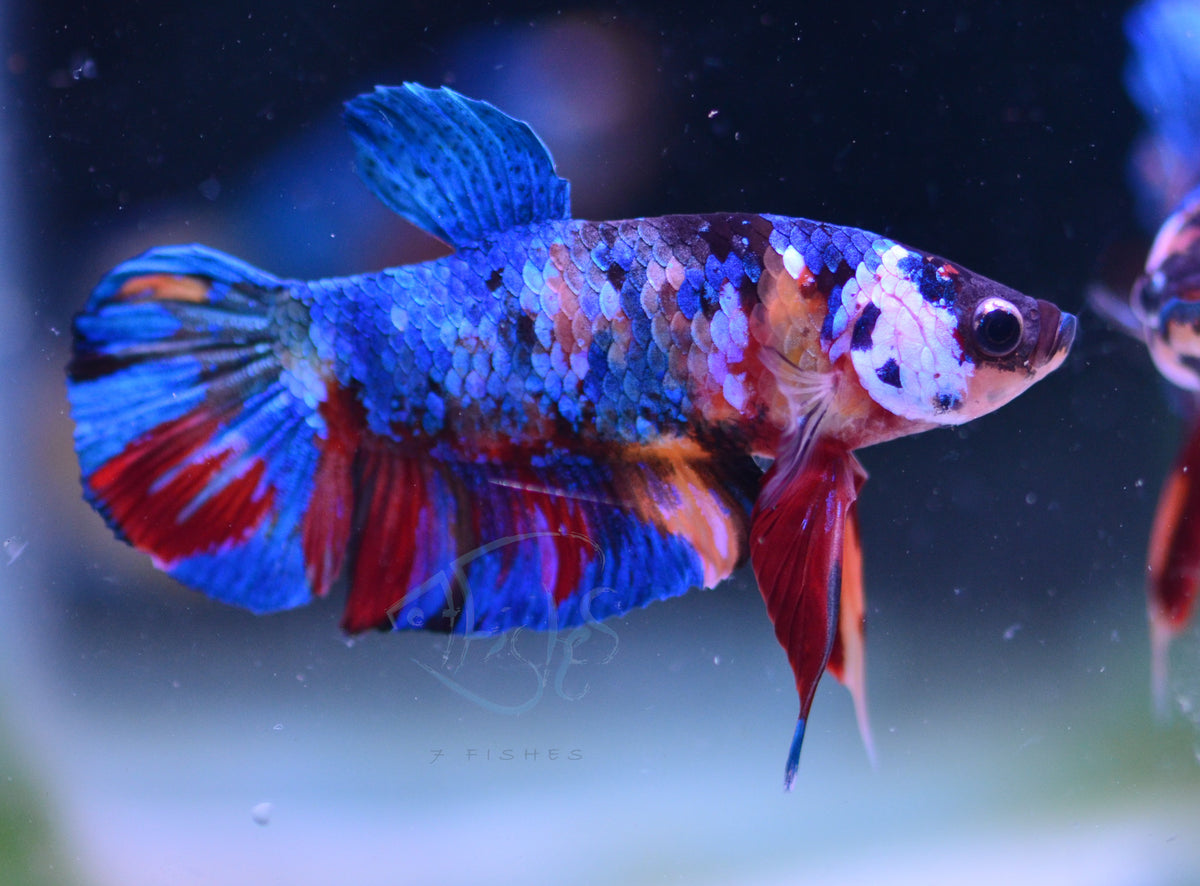 Multicolour HMPK Male