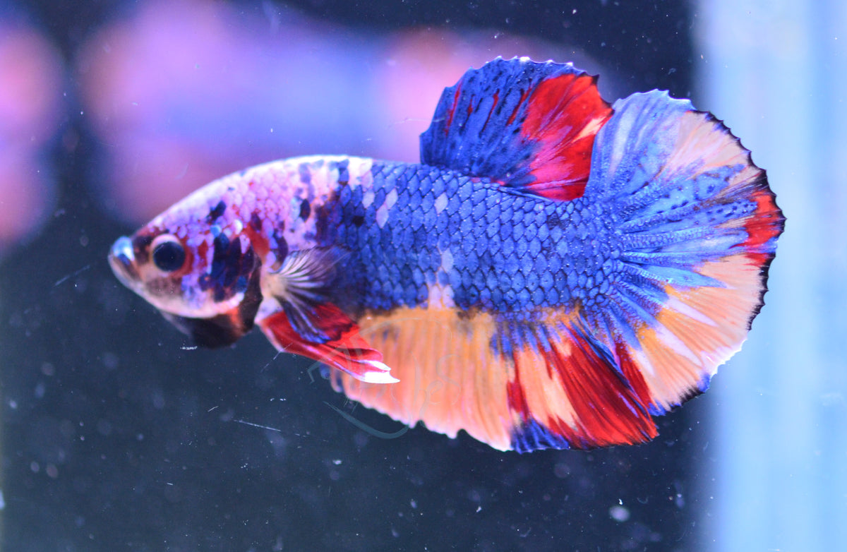 Multicolour HMPK Male