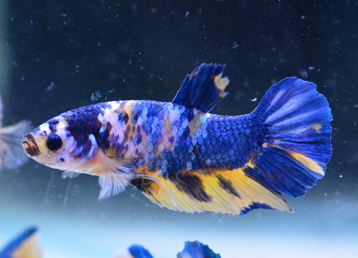 Yellow Galaxy HMPK Male