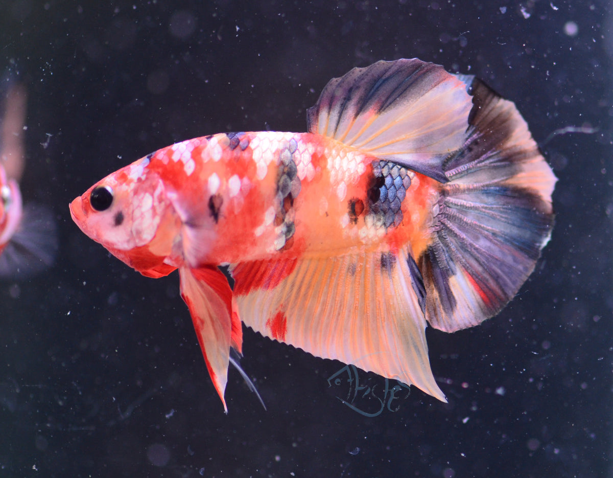 Copper Nemo HMPK Male