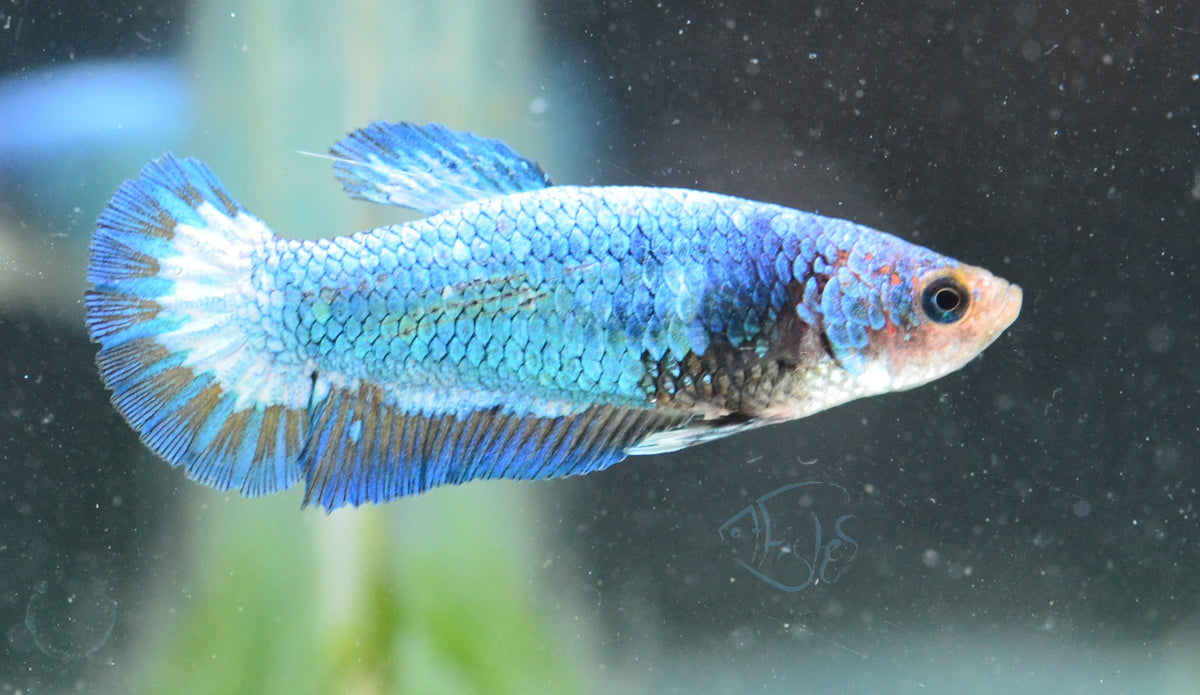 Blue Bicolour HMPK Female