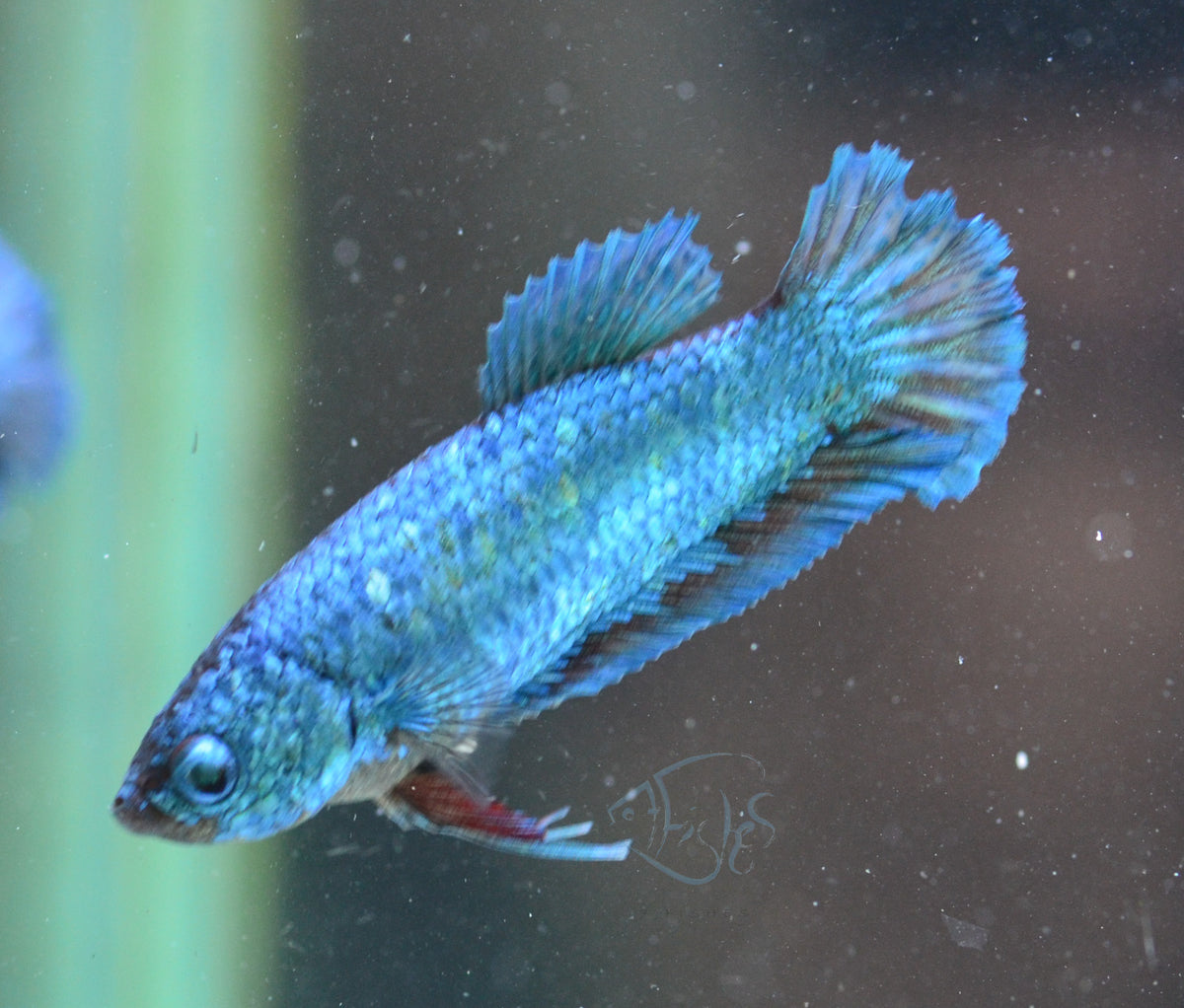 Turquoise HMPK Female