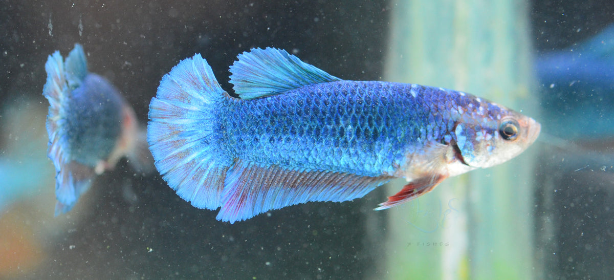 Turquoise HMPK Female