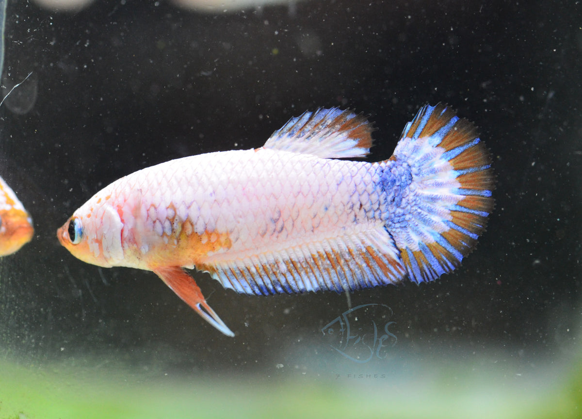 Platinum Marble HMPK Female