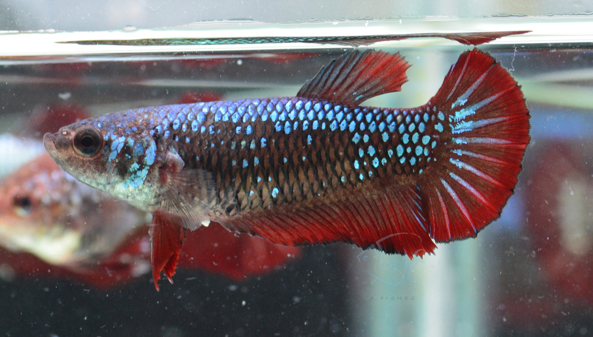 Galaxy HMPK Female