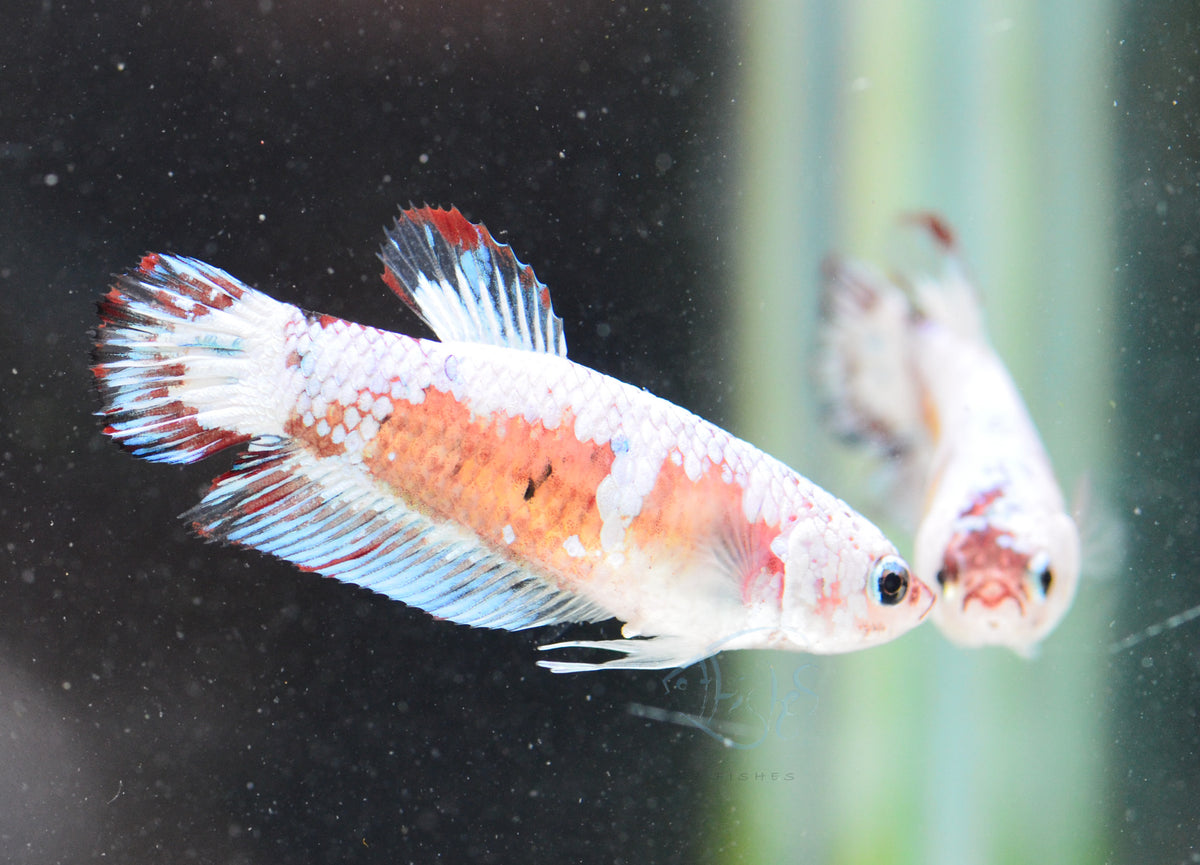 Snow Marble HMPK Female