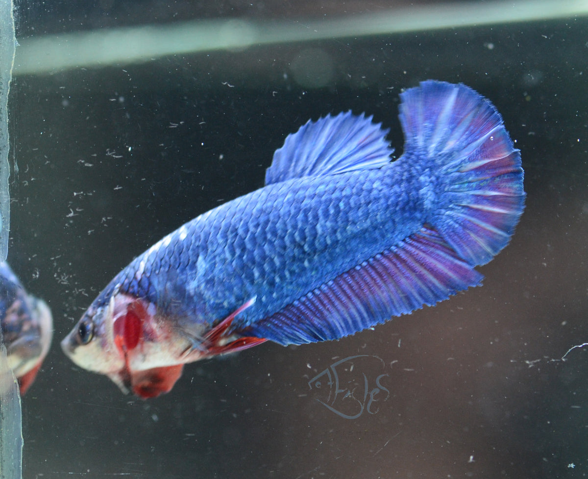 Blue Purple HMPK Female