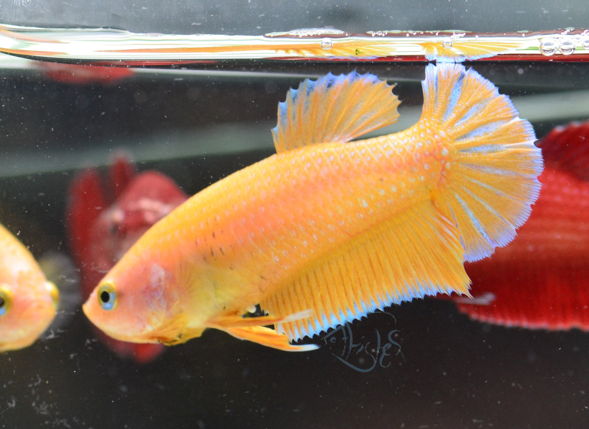 Yellow HMPK Female