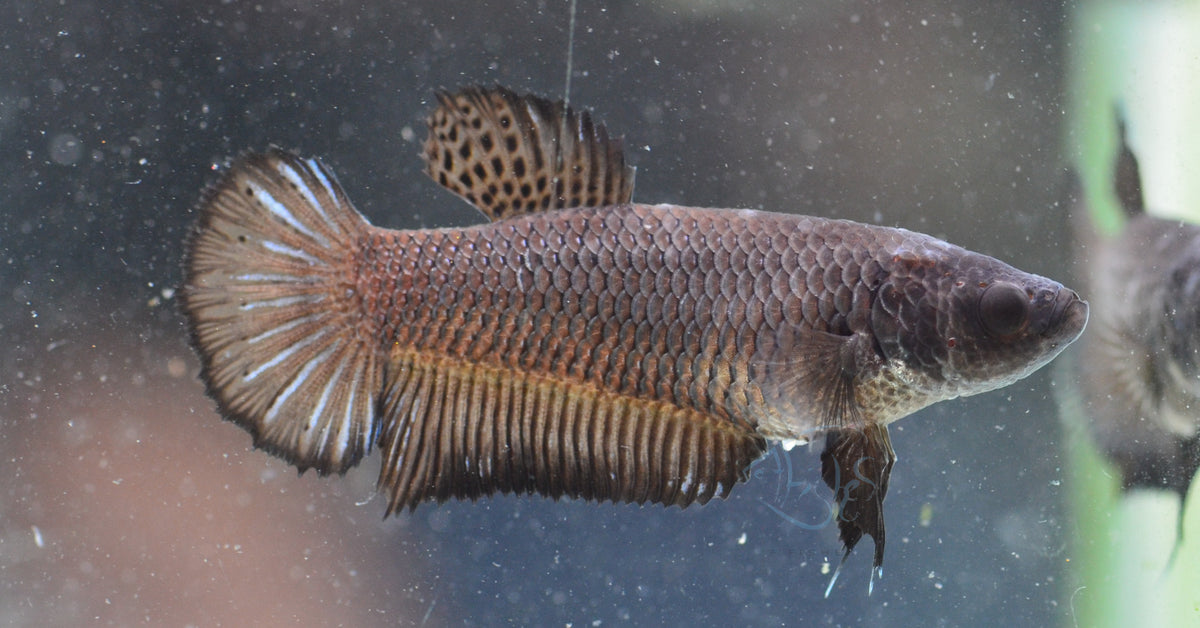 Black HMPK Female