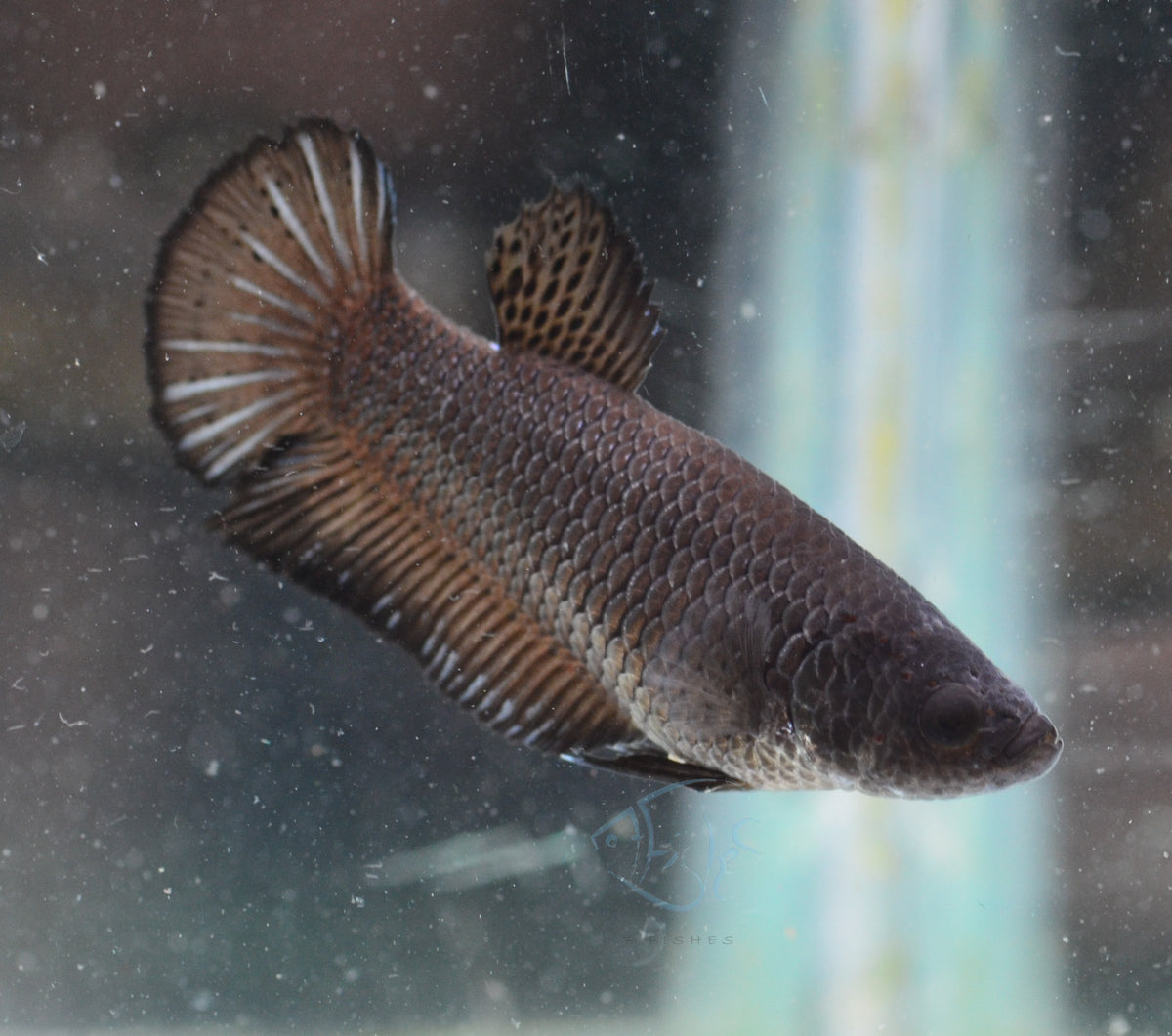 Black HMPK Female