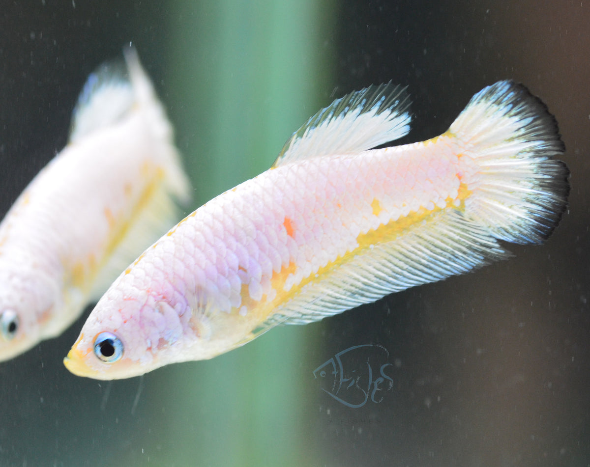 Platinum Marble HMPK Female