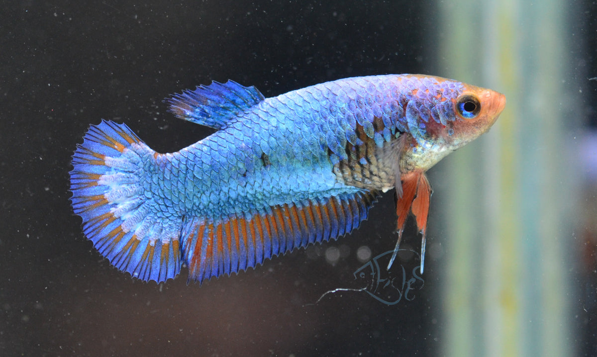 Blue Orange Bicolour HMPK Female