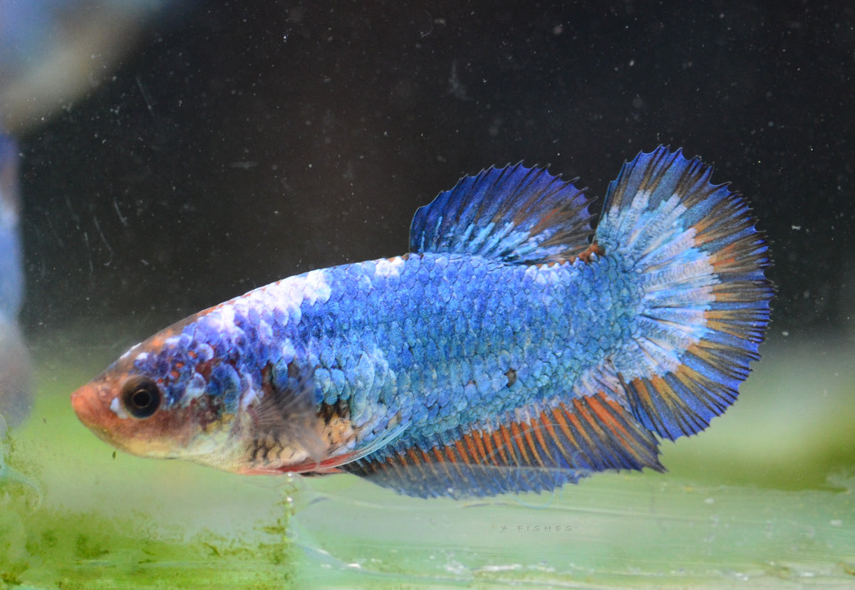 Blue Orange Bicolour HMPK Female