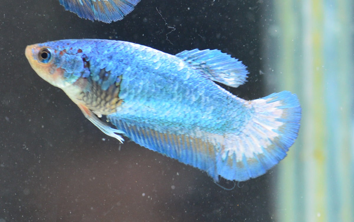 Blue HMPK Female