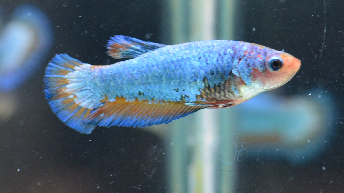 Blue Orange Bicolour HMPK Female