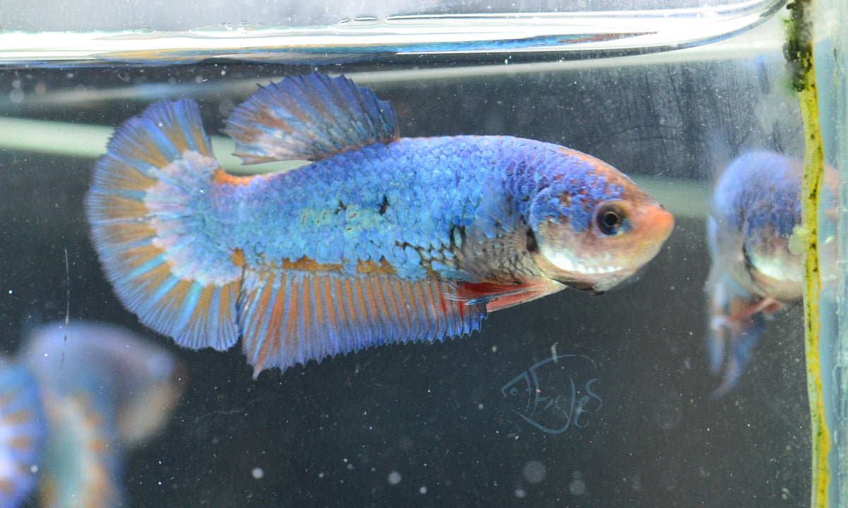 Blue Orange Bicolour HMPK Female