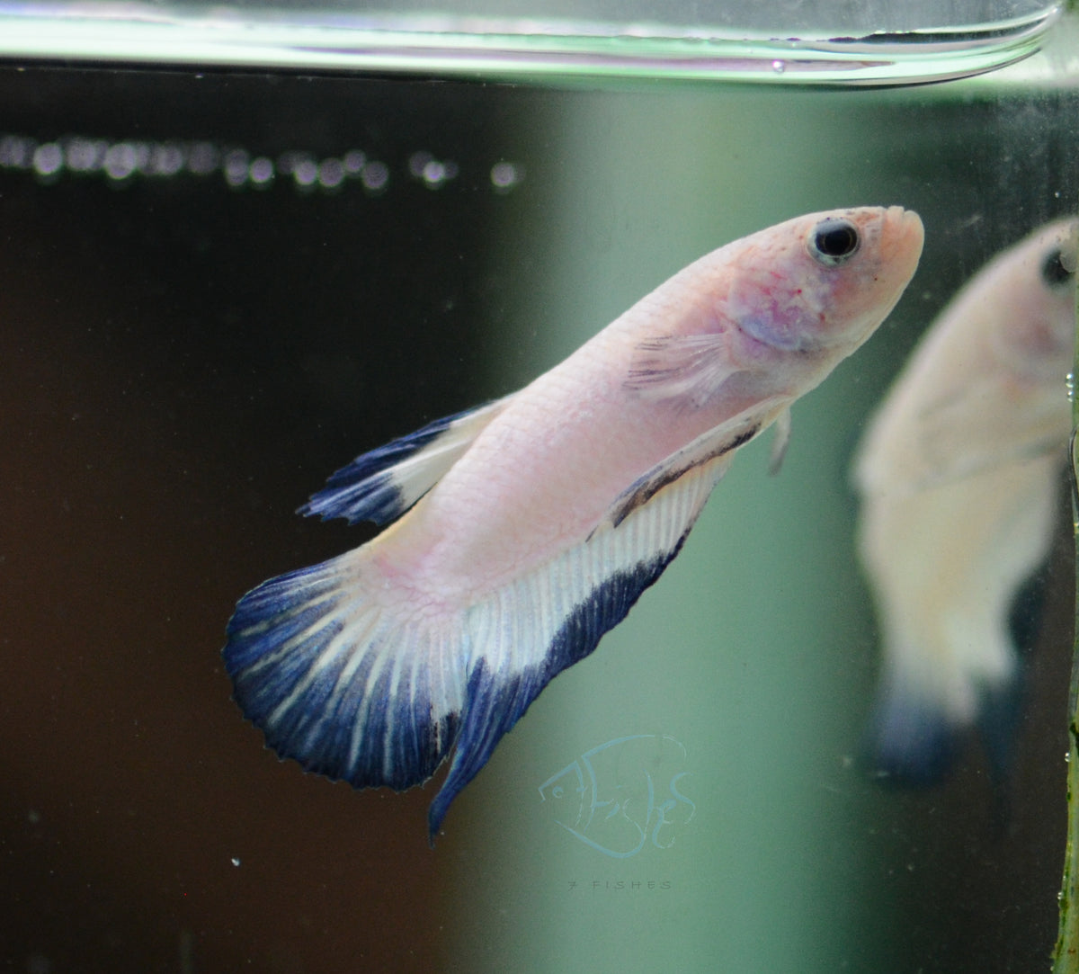 Blue Rim HMPK Male