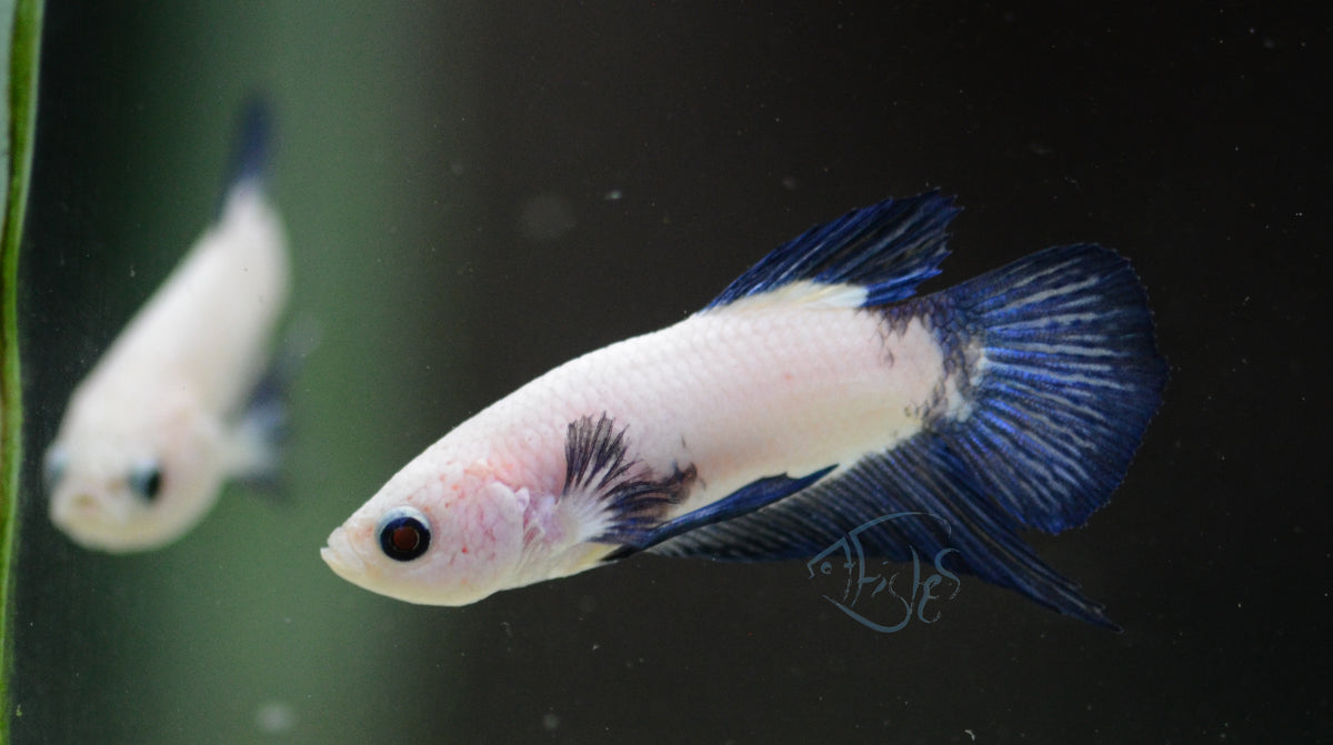 Blue Rim HMPK Male