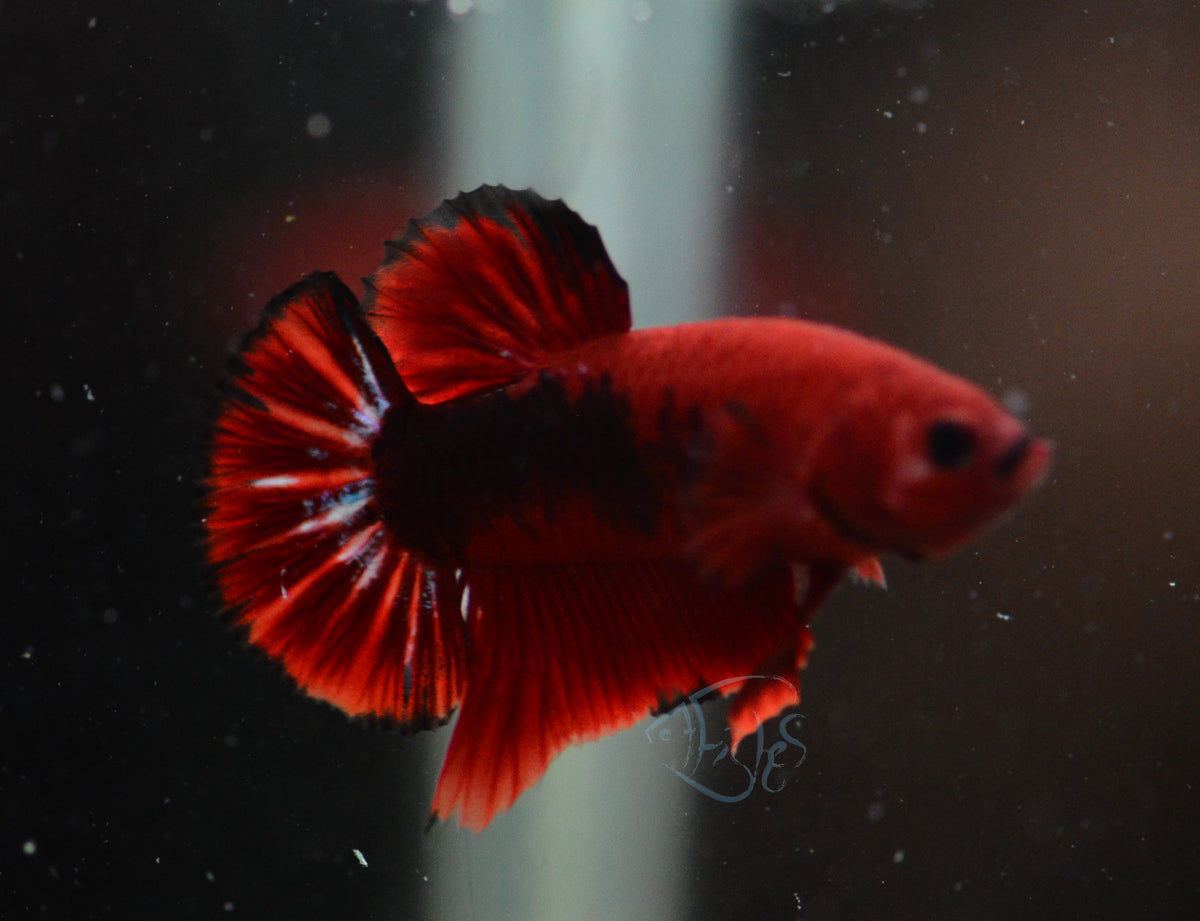 Hellboy HMPK Male