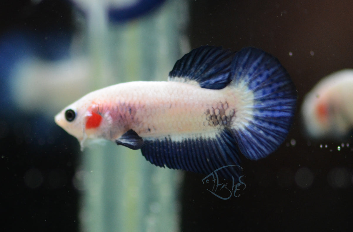 Blue Rim HMPK Male