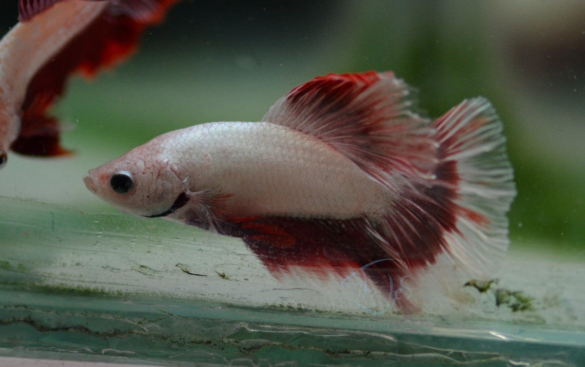 Red Dragon Halfmoon Male