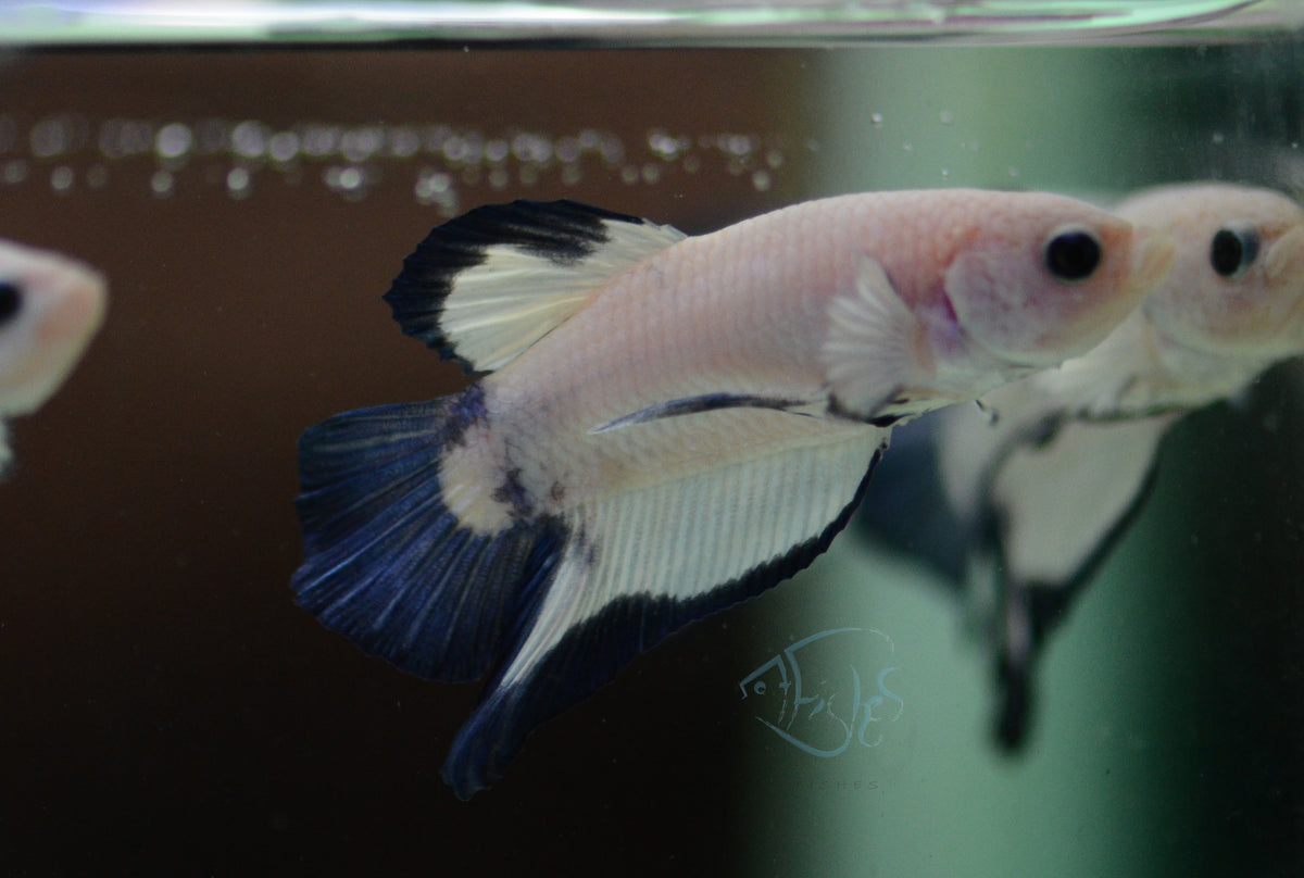 Blue Rim HMPK Male