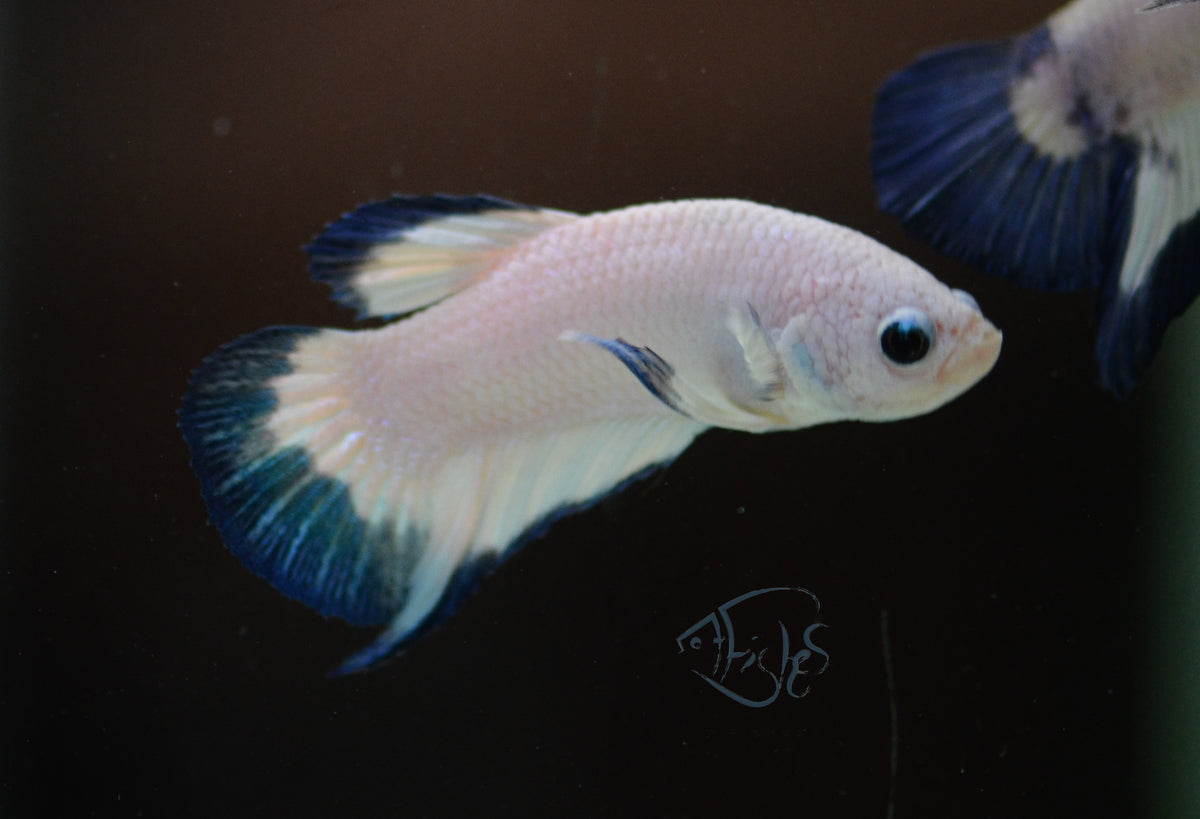 Blue Rim HMPK Male