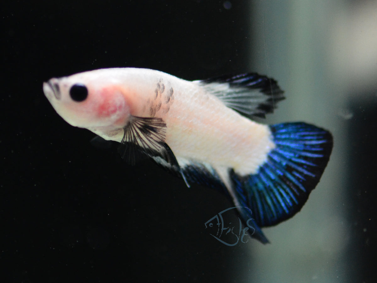 Blue Rim HMPK Male