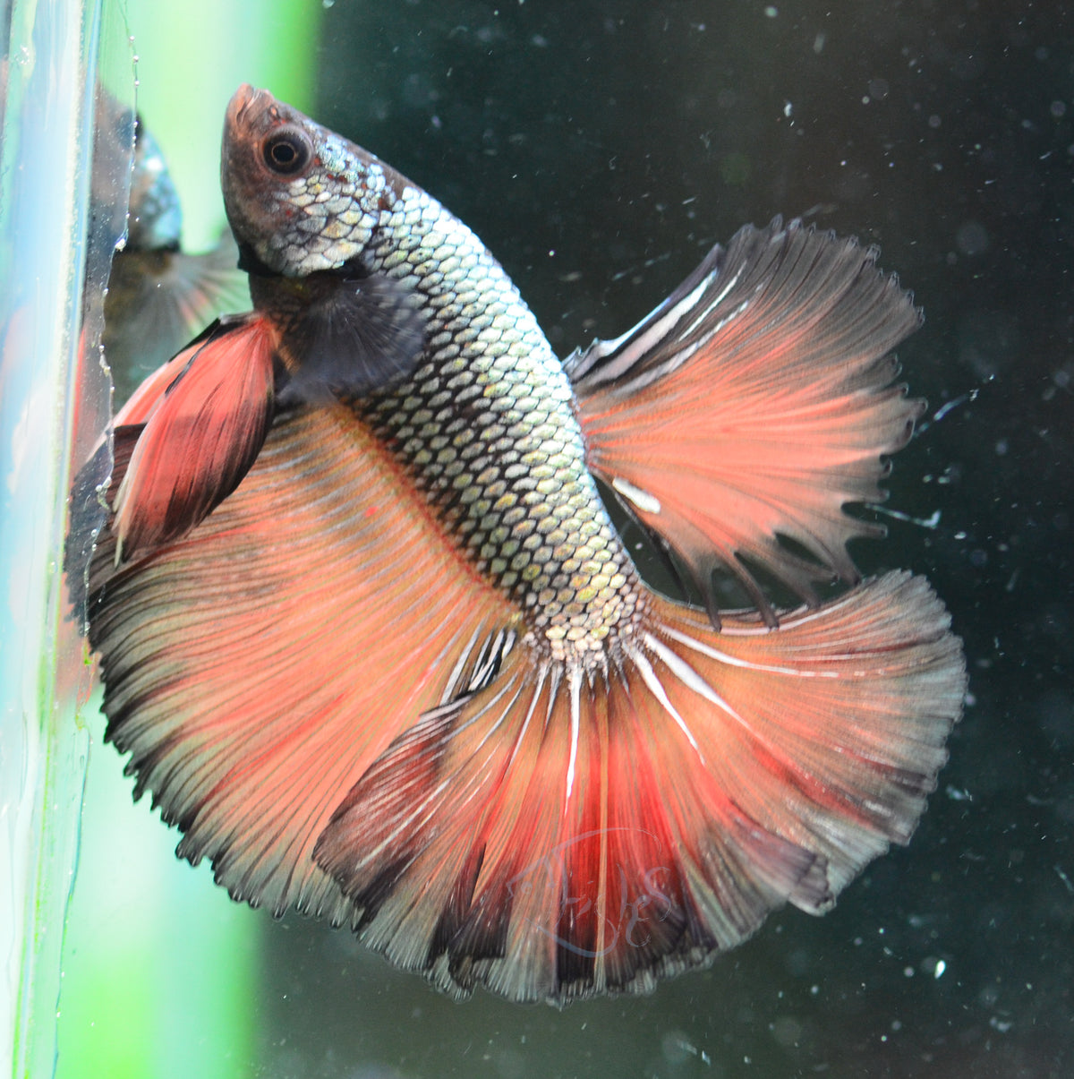 Copper Orange Rosetail Male