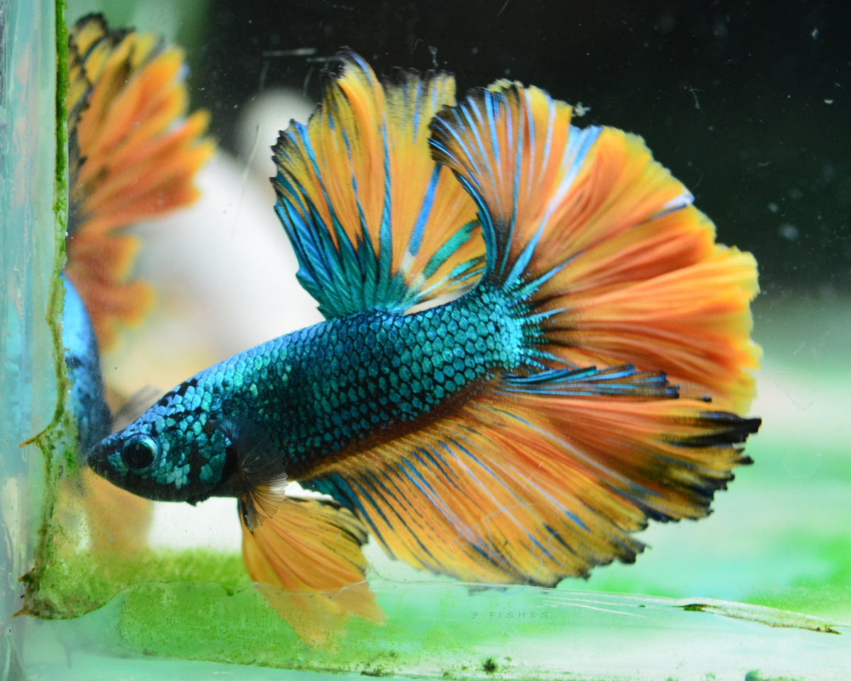 Mustard Rosetail Male