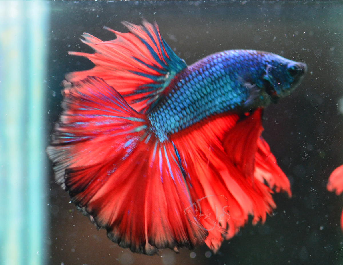 Bi-Colour Rosetail Male