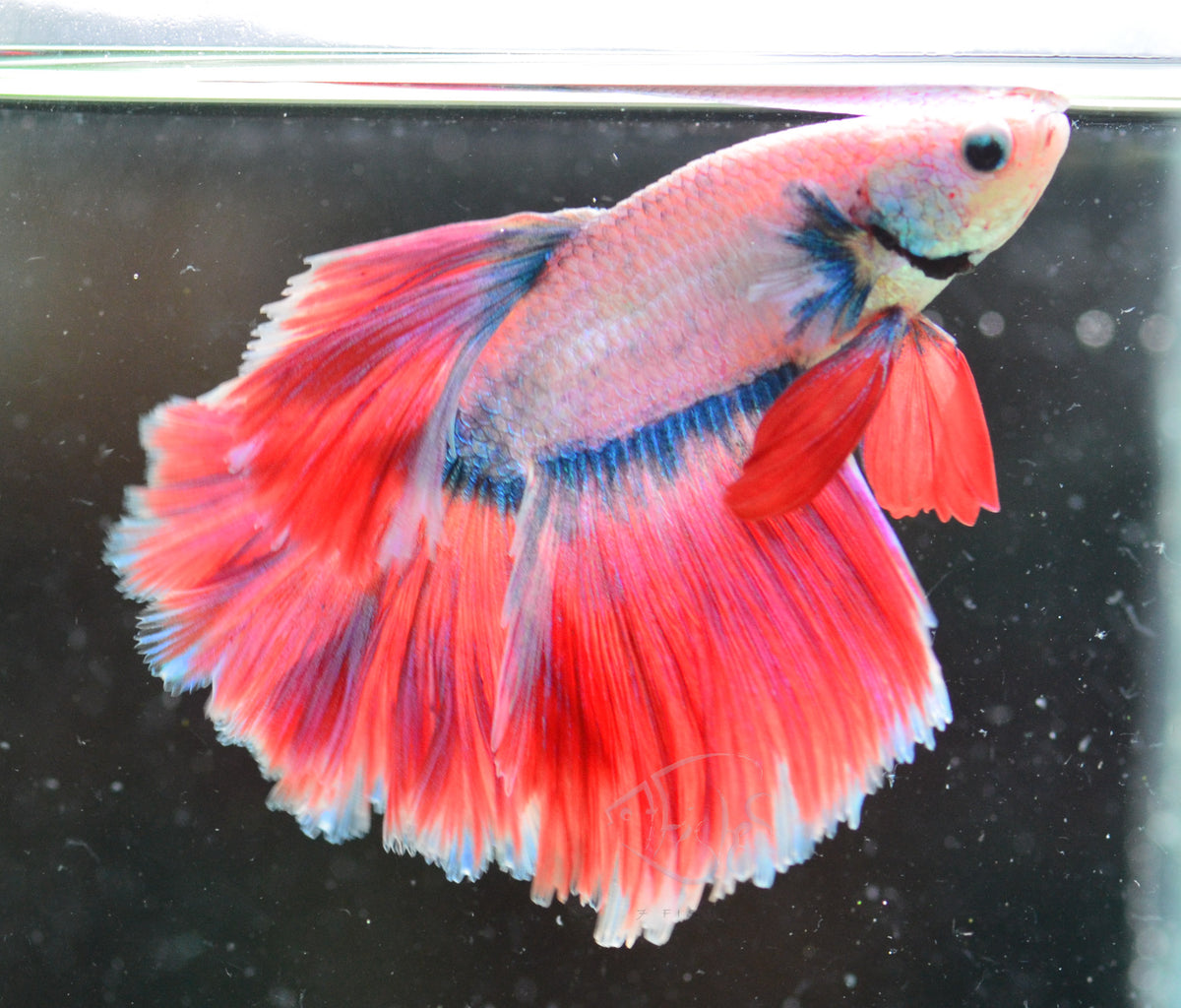 Cambodian Rosetail Male