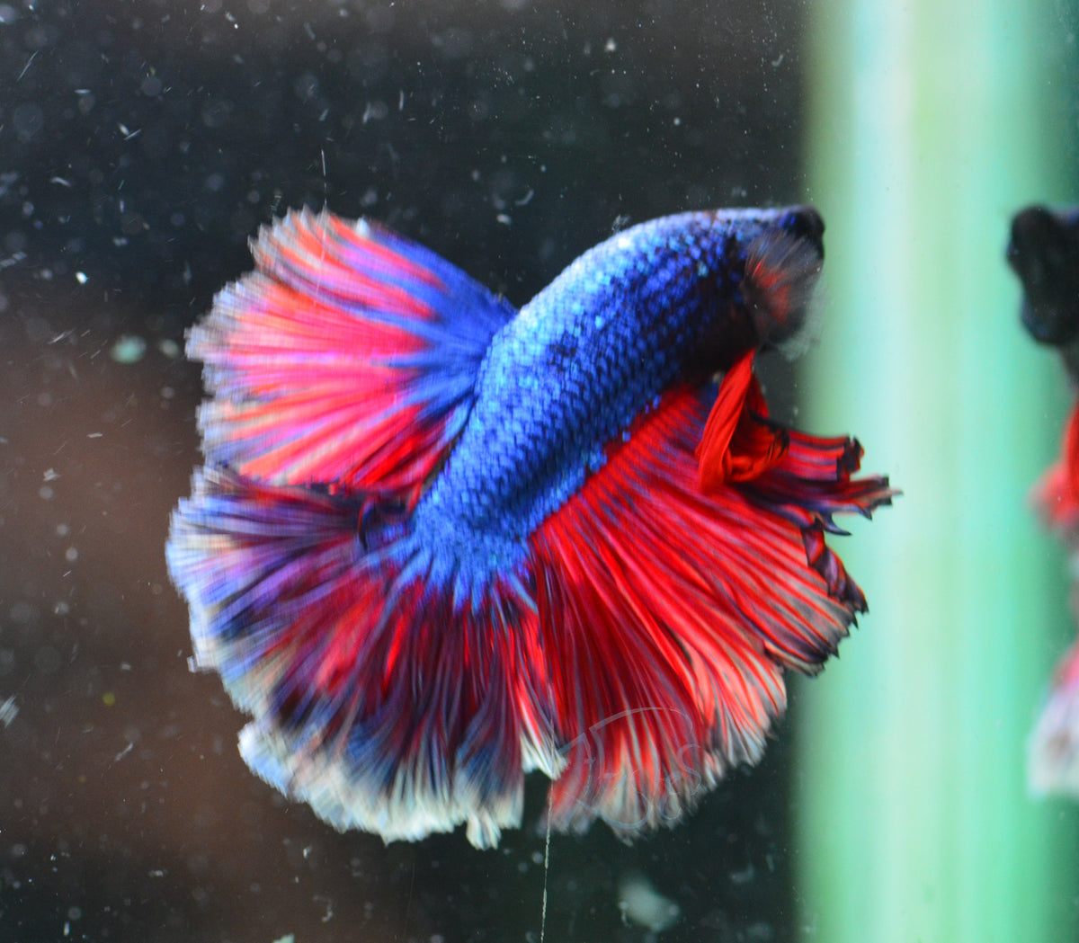Bicolour Rosetail Male