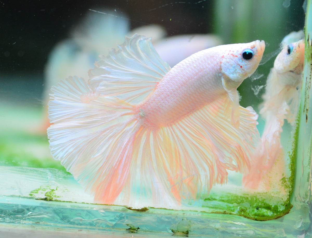 Platinum Rosetail Male