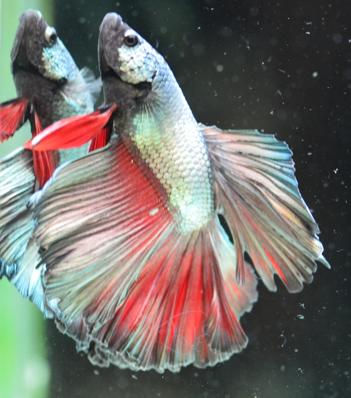 Copper Halfmoon Male