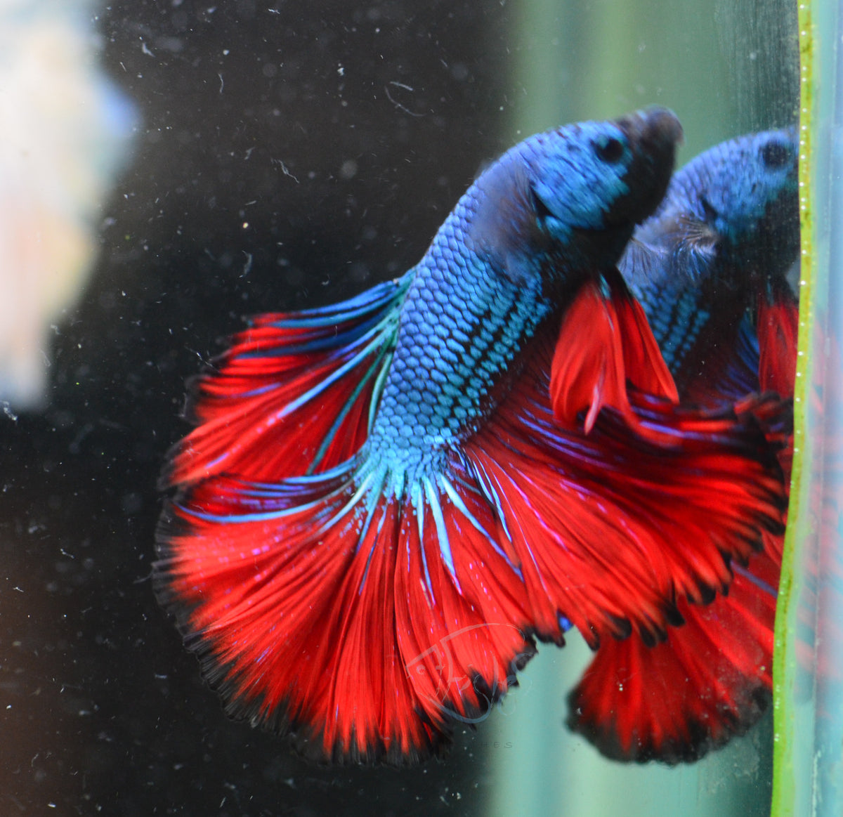 Bicolour Rosetail Male