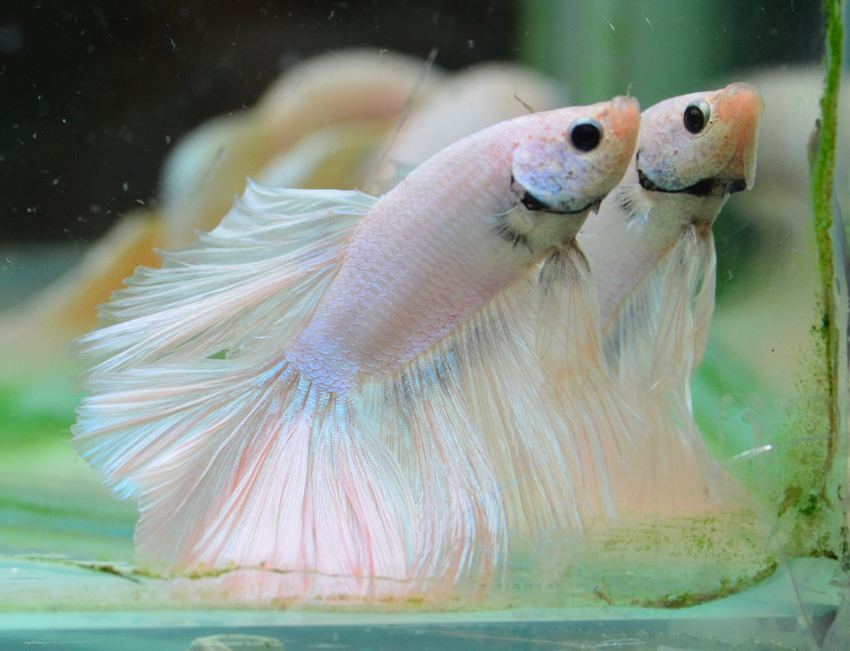 Platinum Rosetail Male