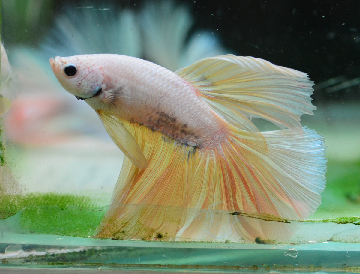 Platinum Marble Rosetail Male