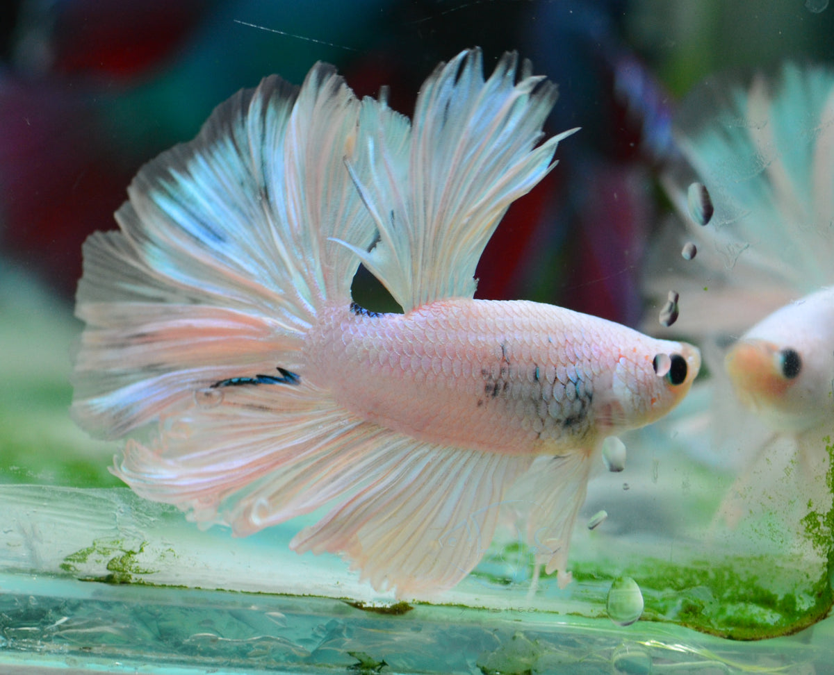 Platinum Marble Rosetail Male