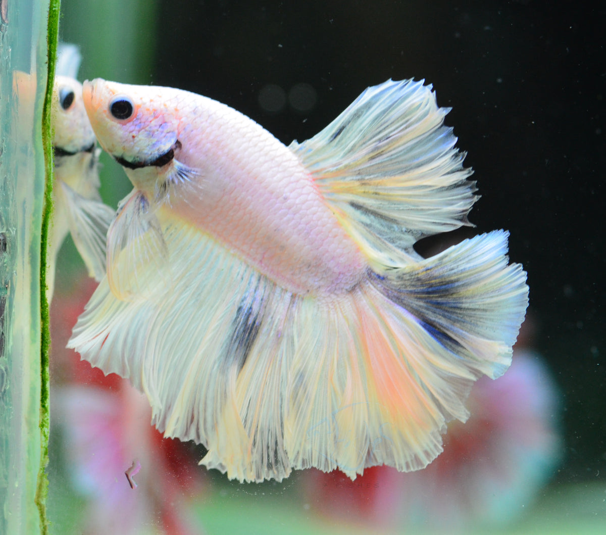 Platinum Marble Rosetail Male